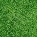 turf