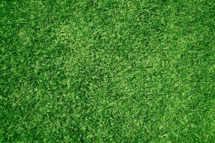 turf